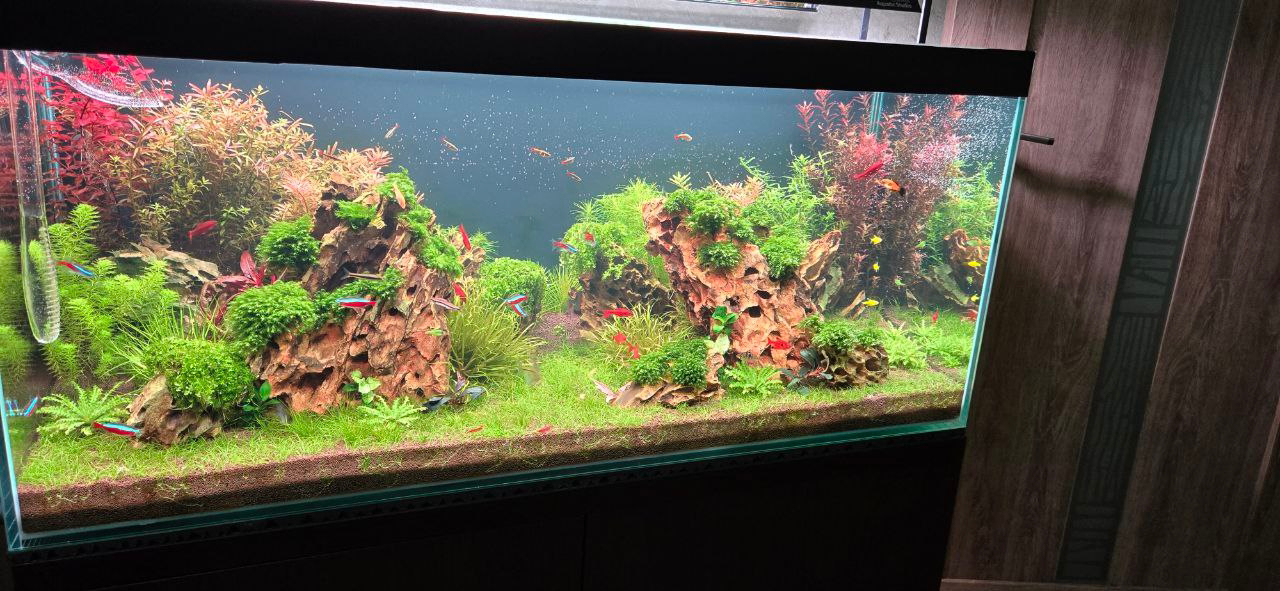 Работы учеников. Аквариумист Максим Ерёмин. Aqua Maxim