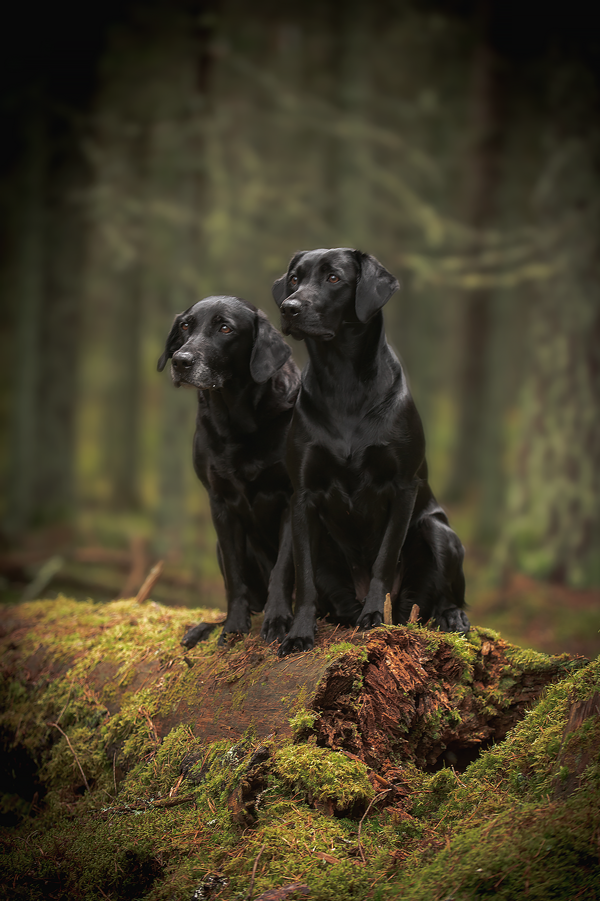 Лабрадоры на Валдае. Фотограф-анималист Наталья Светличная