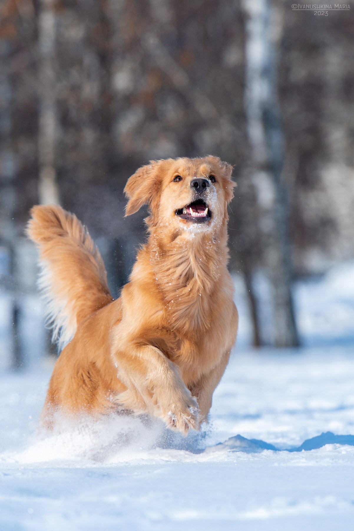 голден ретривер