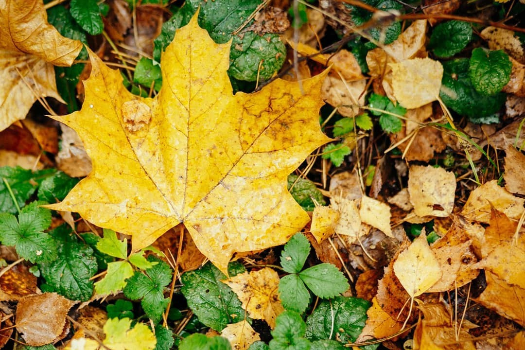 Осенняя прогулка