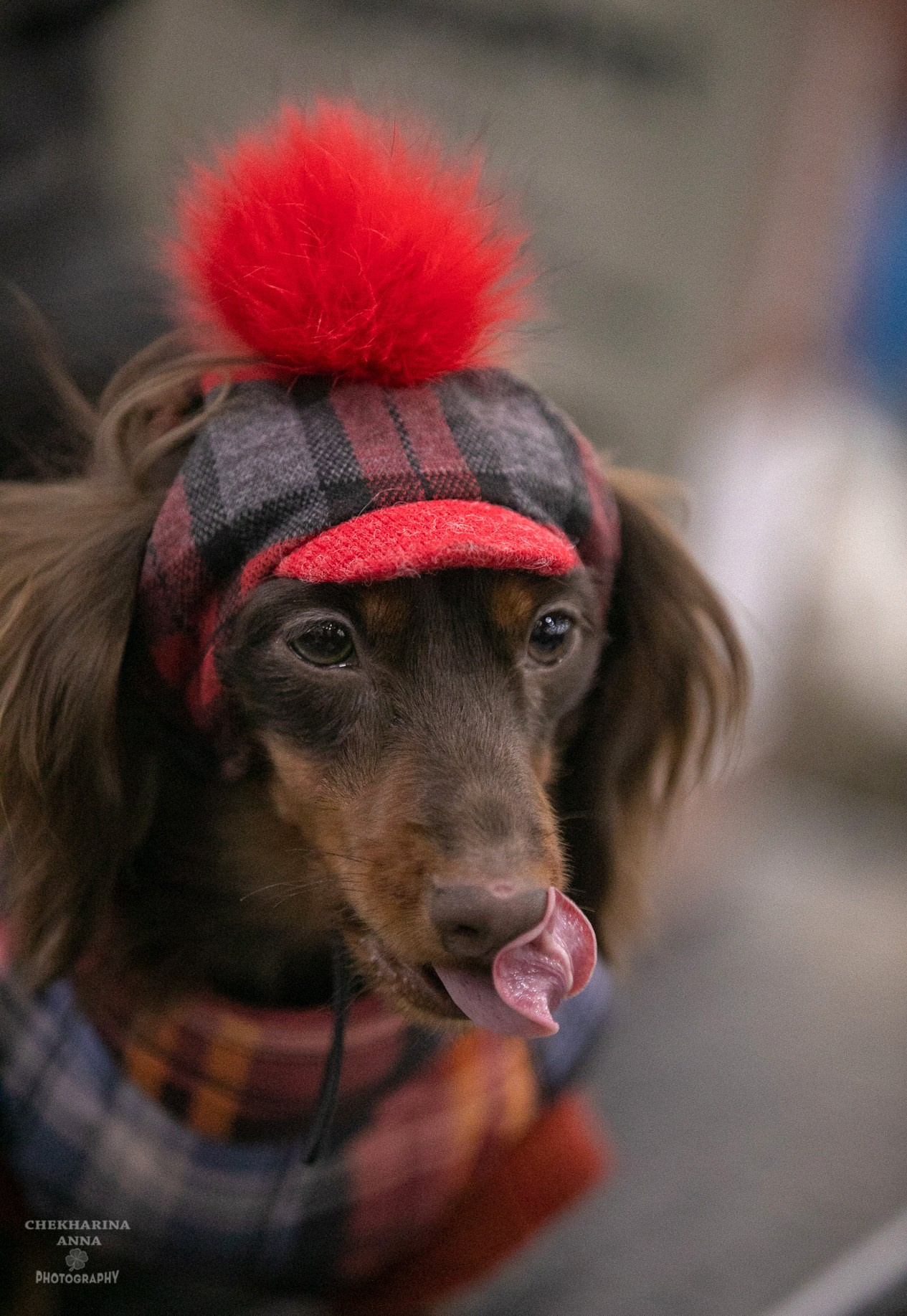 Анималистика. Профессиональный фотограф Чехарина Анна / pro photographer Chekharina