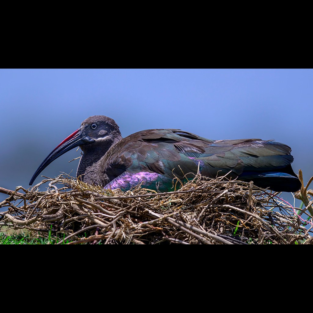Кения. Wildlife photography by Sergey Puponin