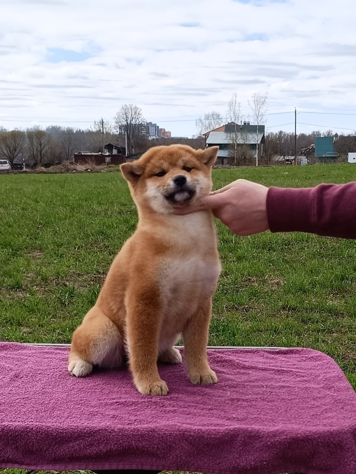 Сиба Rubylight Ellis питомник Рубилайт