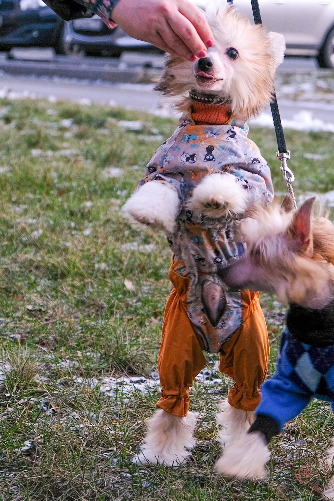 Poale Ell Chen. Chinese Crested Dog Kennel Poale Ell