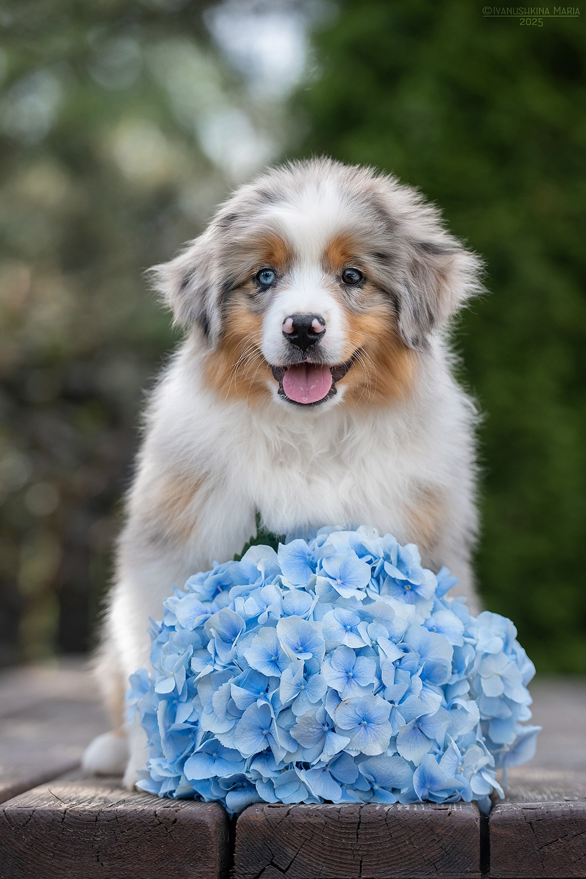 Фотосессия щенков на продажу. Фотограф собак в Москве и Московской области Иванушкина Мария
