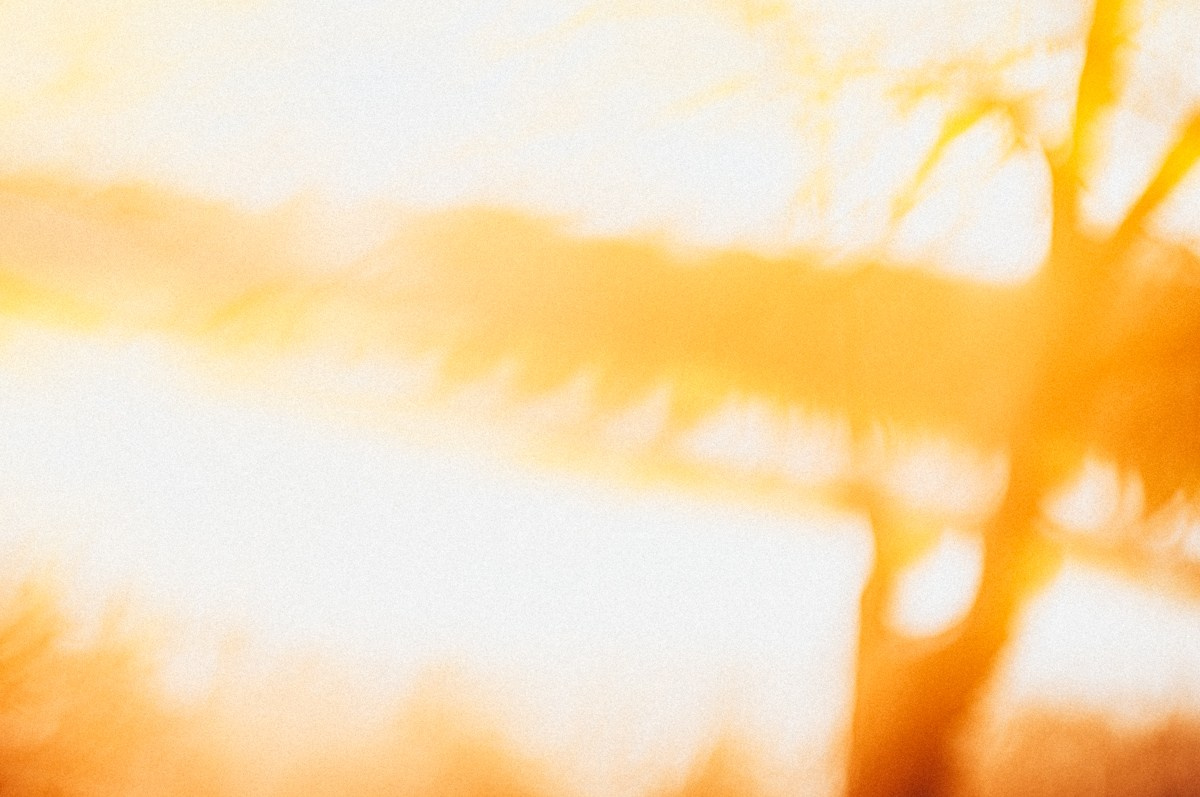 Magic forest. ПЕТР ПОПОВ | VISUAL ARTIST