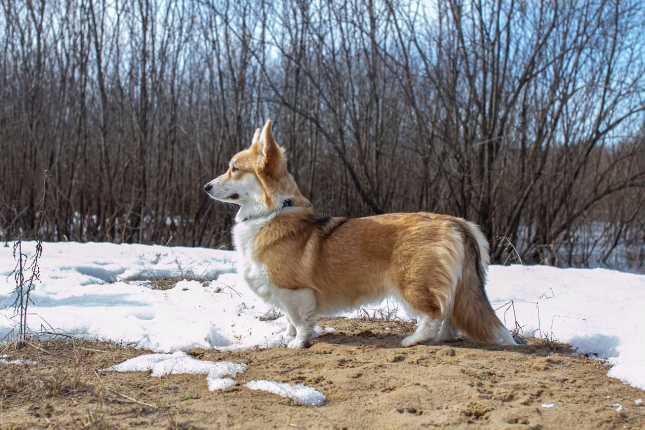 Животные. Детский и семейный фотограф в Санкт-Петербуре