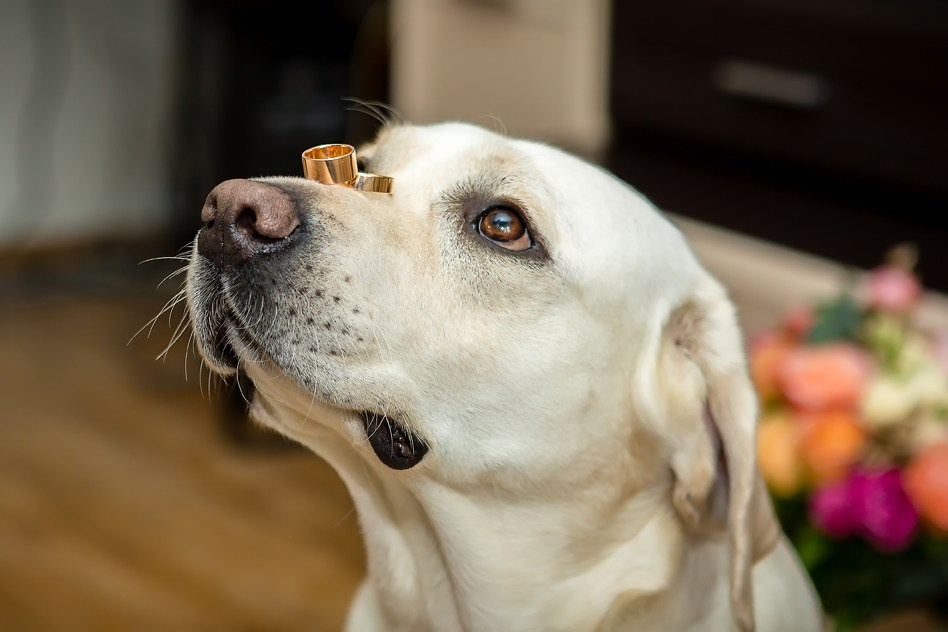 Свадебная съёмка. Фотограф Дмитрий Сахаров