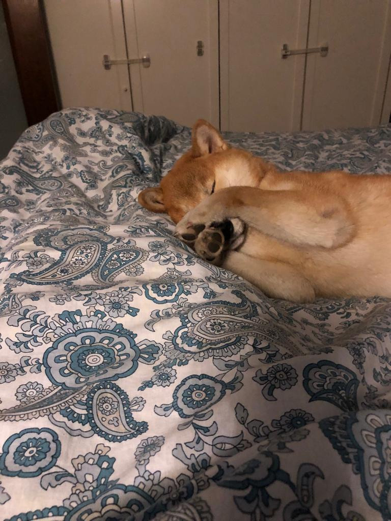 Сиба питомник RUBYLIGHT. Американская акита I Сиба ину I Питомник RUBYLIGHT