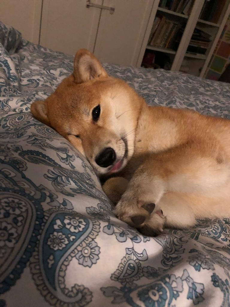 Сиба питомник RUBYLIGHT. Американская акита I Сиба ину I Питомник RUBYLIGHT