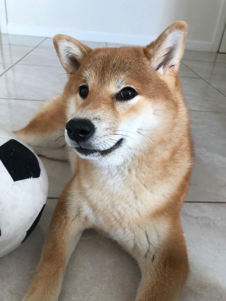 Сиба питомник RUBYLIGHT. Американская акита I Сиба ину I Питомник RUBYLIGHT