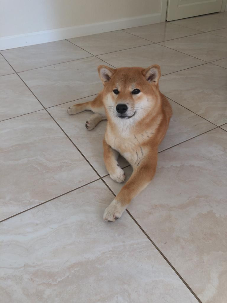 Сиба питомник RUBYLIGHT. Американская акита I Сиба ину I Питомник RUBYLIGHT