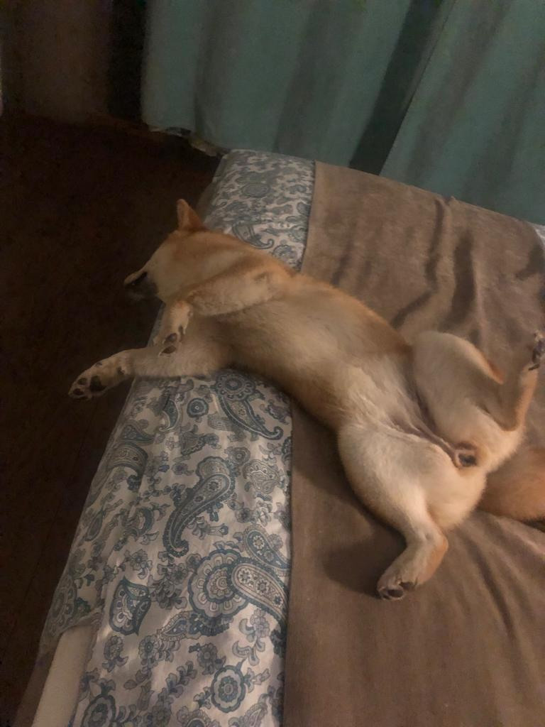 Сиба питомник RUBYLIGHT. Американская акита I Сиба ину I Питомник RUBYLIGHT