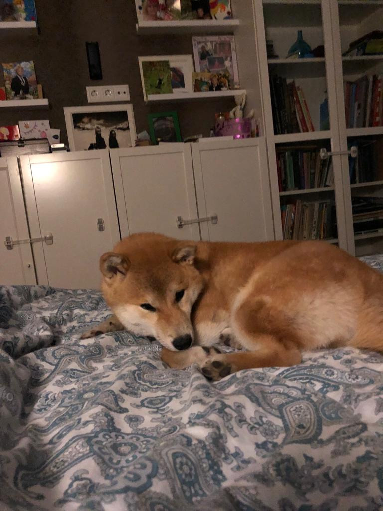 Сиба питомник RUBYLIGHT. Американская акита I Сиба ину I Питомник RUBYLIGHT