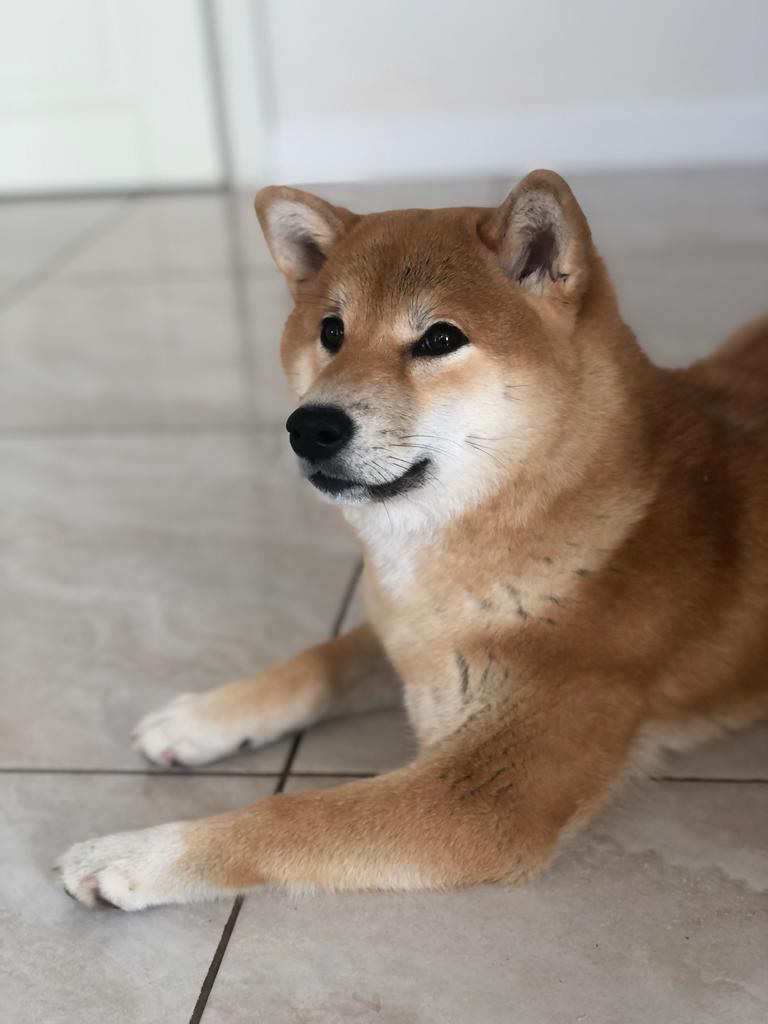 Сиба питомник RUBYLIGHT. Американская акита I Сиба ину I Питомник RUBYLIGHT