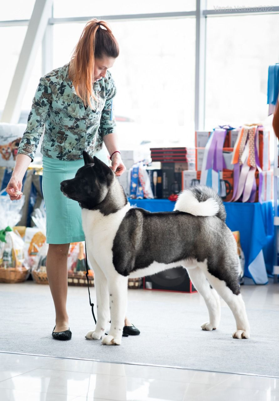 RUBYLIGHT King. AMERICAN AKITA RUBYLIGHT KENNEL I SHIBA-INU