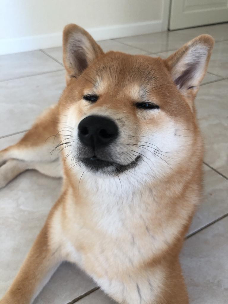 Сиба питомник RUBYLIGHT. Американская акита I Сиба ину I Питомник RUBYLIGHT