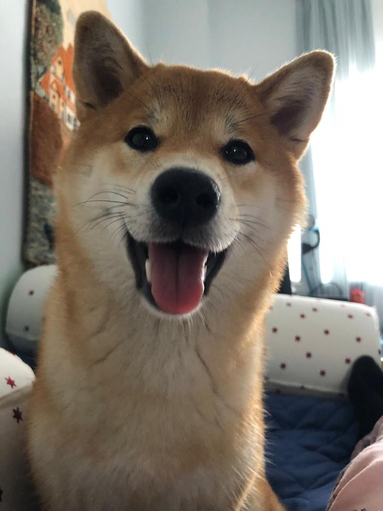 Сиба питомник RUBYLIGHT. Американская акита I Сиба ину I Питомник RUBYLIGHT