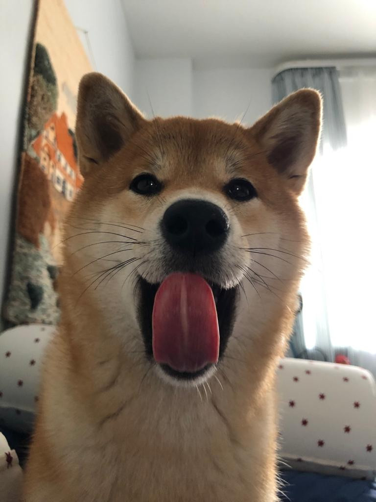 Сиба питомник RUBYLIGHT. Американская акита I Сиба ину I Питомник RUBYLIGHT