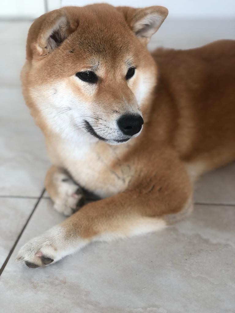 Сиба питомник RUBYLIGHT. Американская акита I Сиба ину I Питомник RUBYLIGHT