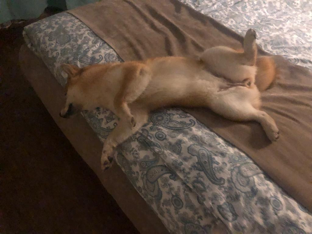 Сиба питомник RUBYLIGHT. Американская акита I Сиба ину I Питомник RUBYLIGHT