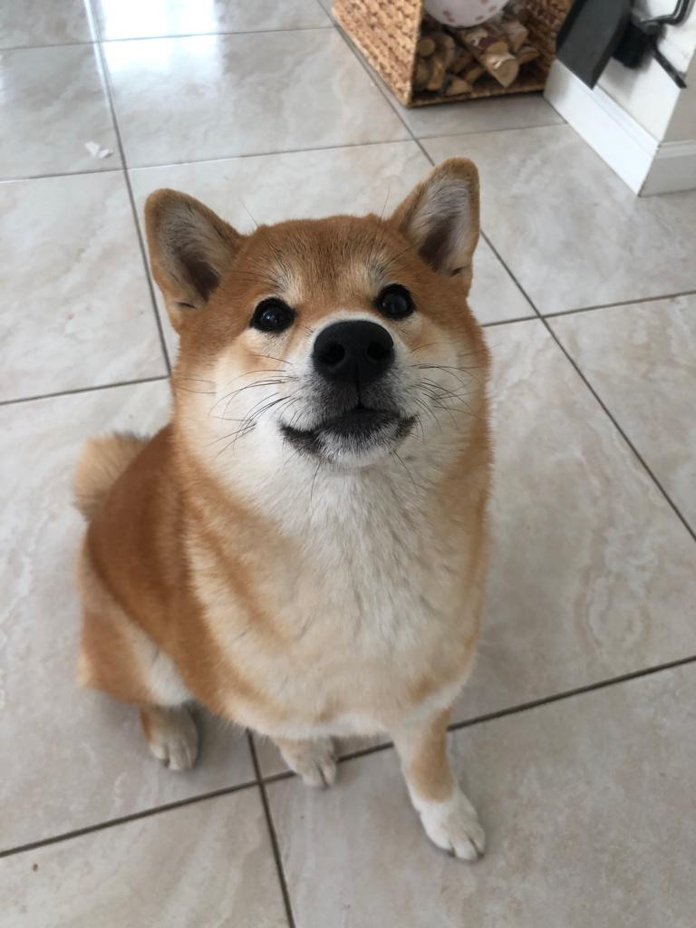 Сиба питомник RUBYLIGHT. Американская акита I Сиба ину I Питомник RUBYLIGHT