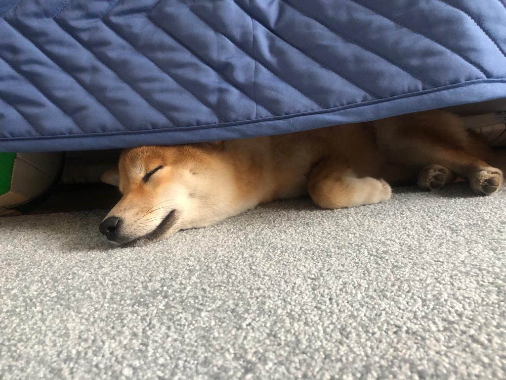 Сиба питомник RUBYLIGHT. Американская акита I Сиба ину I Питомник RUBYLIGHT