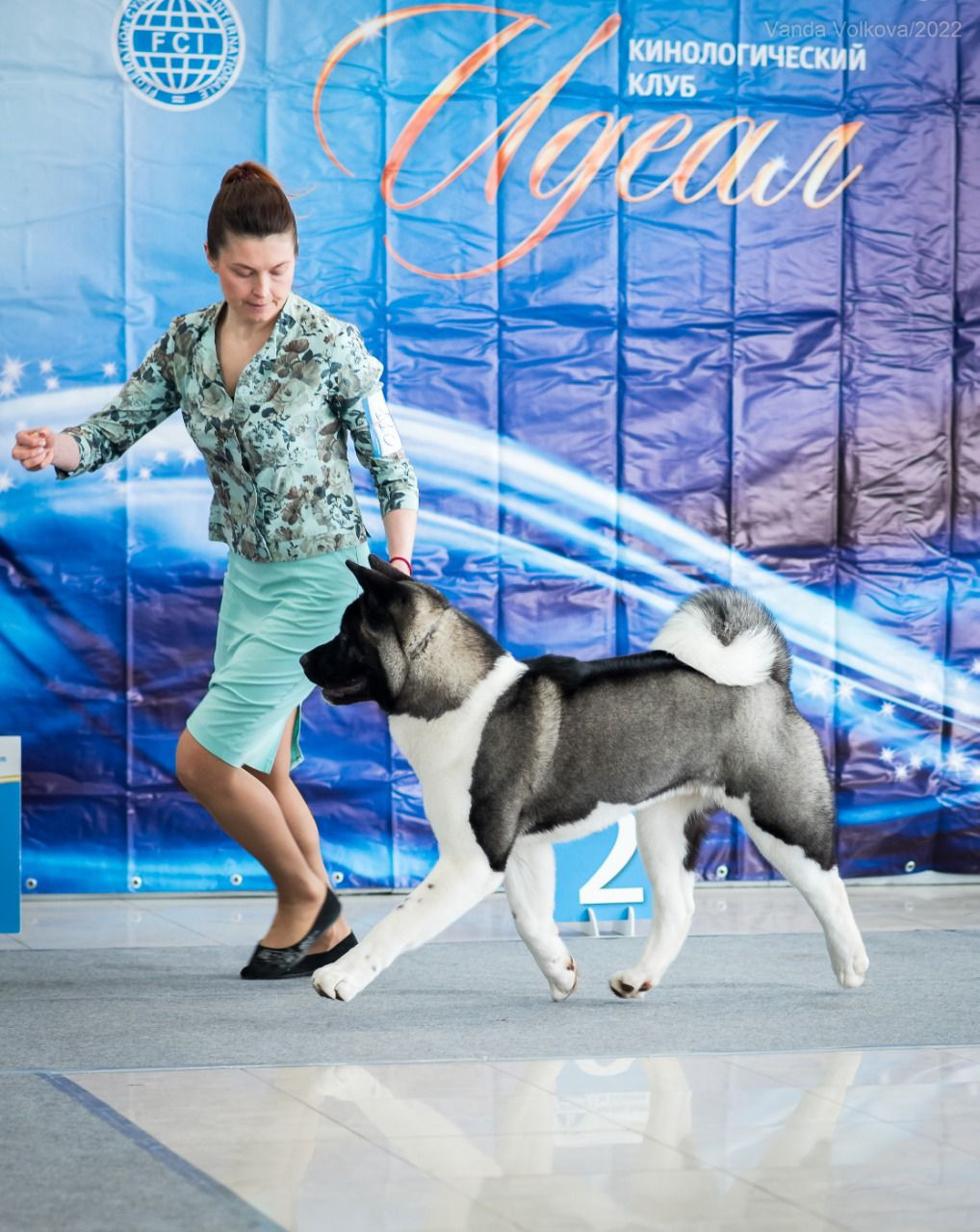 RUBYLIGHT King. AMERICAN AKITA RUBYLIGHT KENNEL I SHIBA-INU