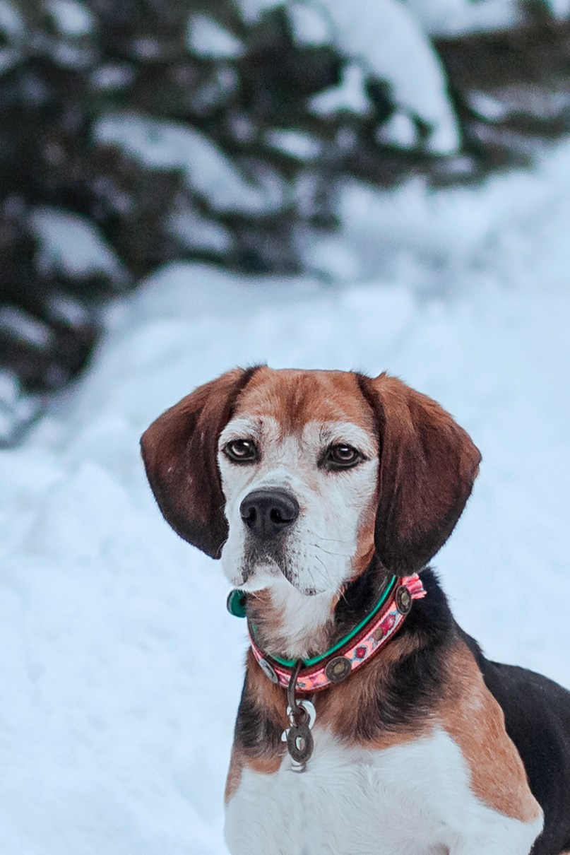 Дом для Биглей 2023. Фотограф-анималист Татьяна Степанова