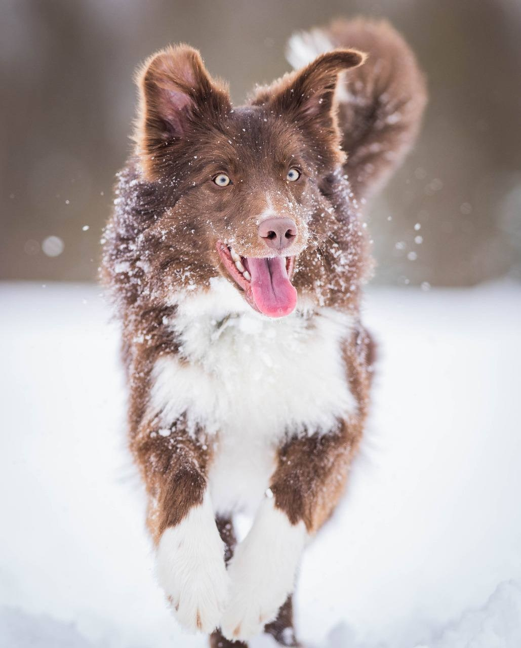 Фритсвит. Семейный фотограф Ефремова Виктория