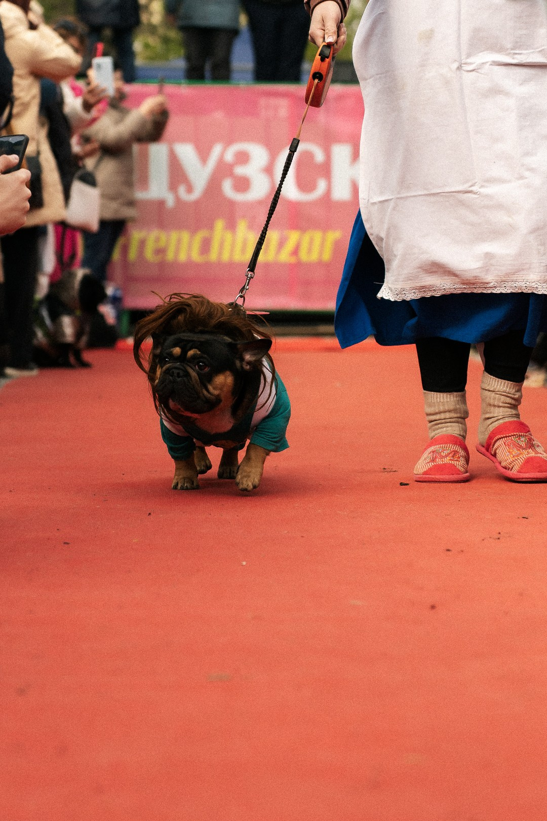 Парад Бульдогов. Axenov_eugene