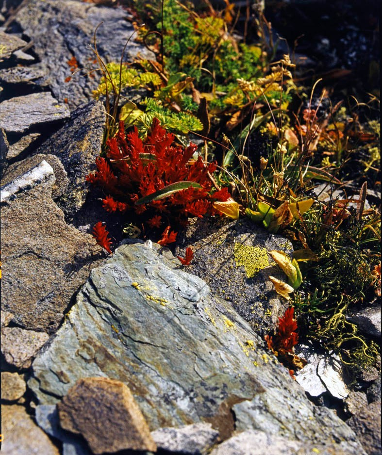 Саяны. ВАДИМ ГИППЕНРЕЙТЕР — ВЕЛИКИЙ ФОТОГРАФ ЗЕМЛИ РУССКОЙ
