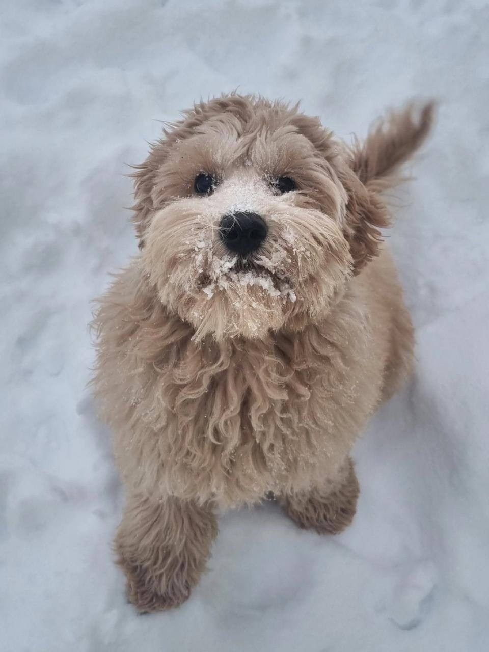 Выпускники. Заводчик Labradoodle в Санкт-Петербурге — Костылева Ульяна