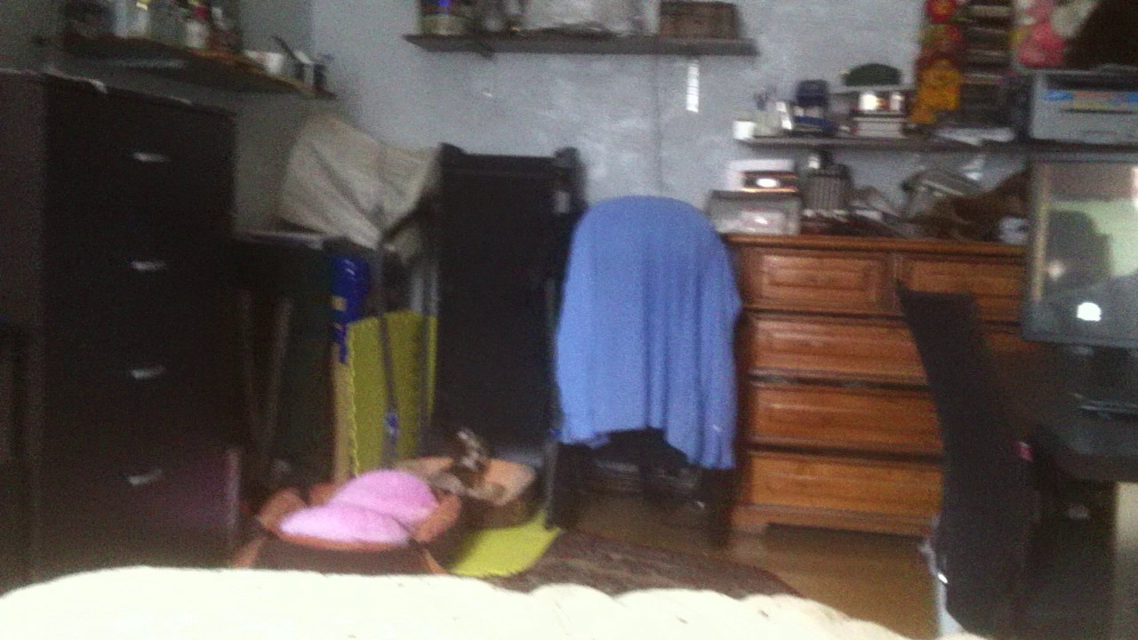 Lux, a new member of the family. Poale Ell Chinese Crested Dog Kennel: Buy a puppy from the kennel