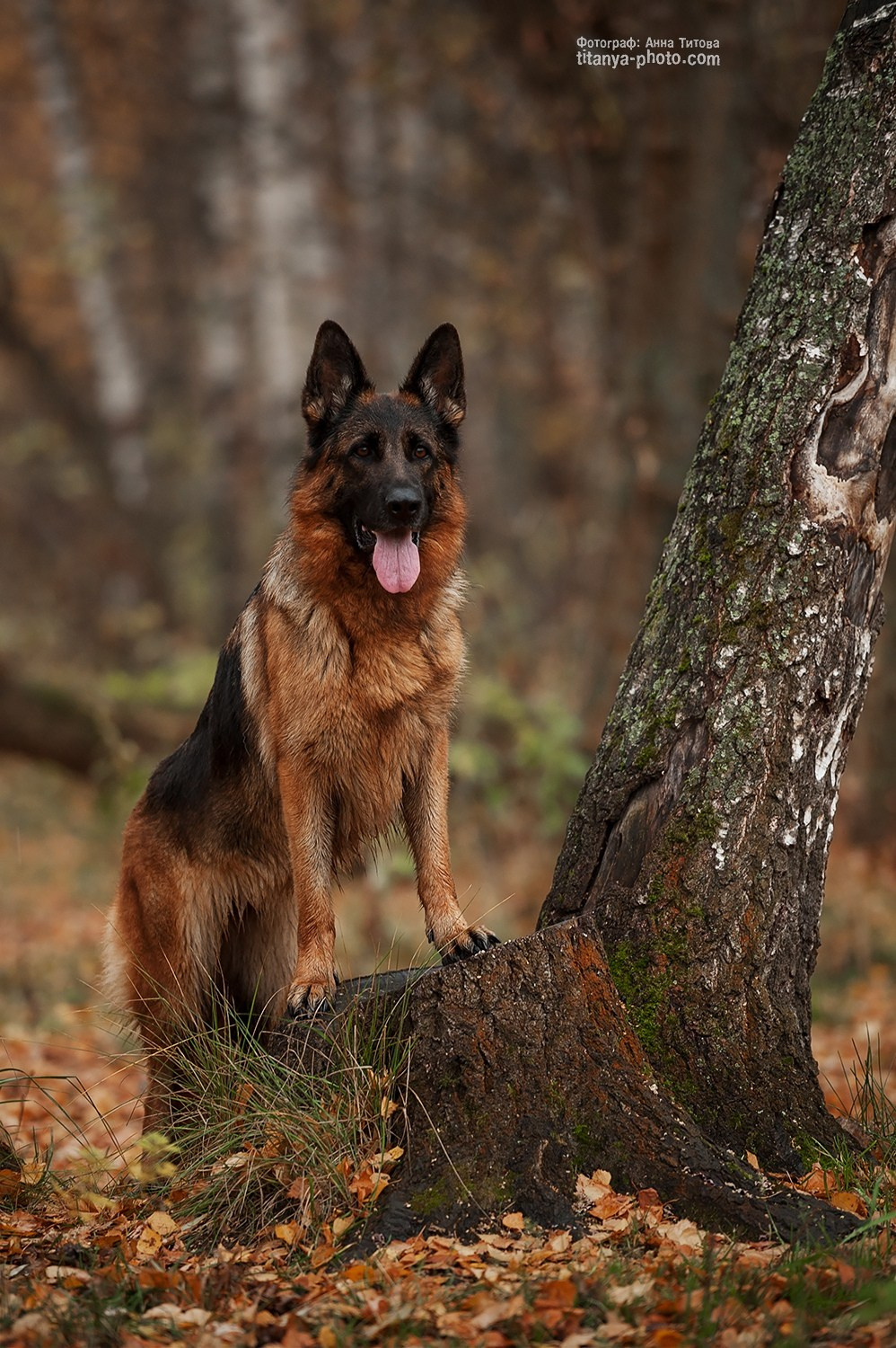 Фотография собак, фотограф-анималист Москва. Фотограф собак, фотограф-анималист Аня Титова (Titanya). Москва