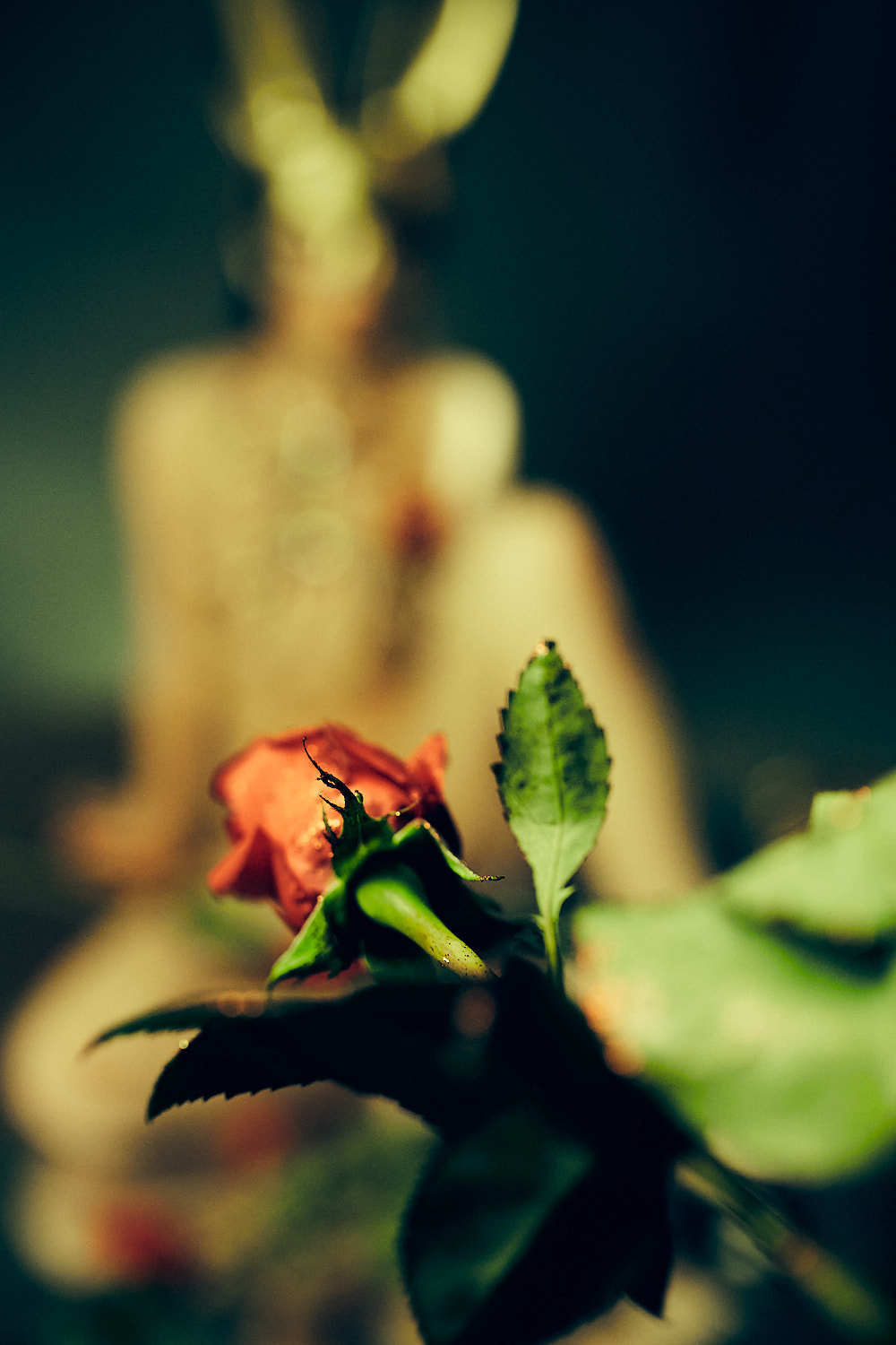 Арт-ню фотосессия с розами