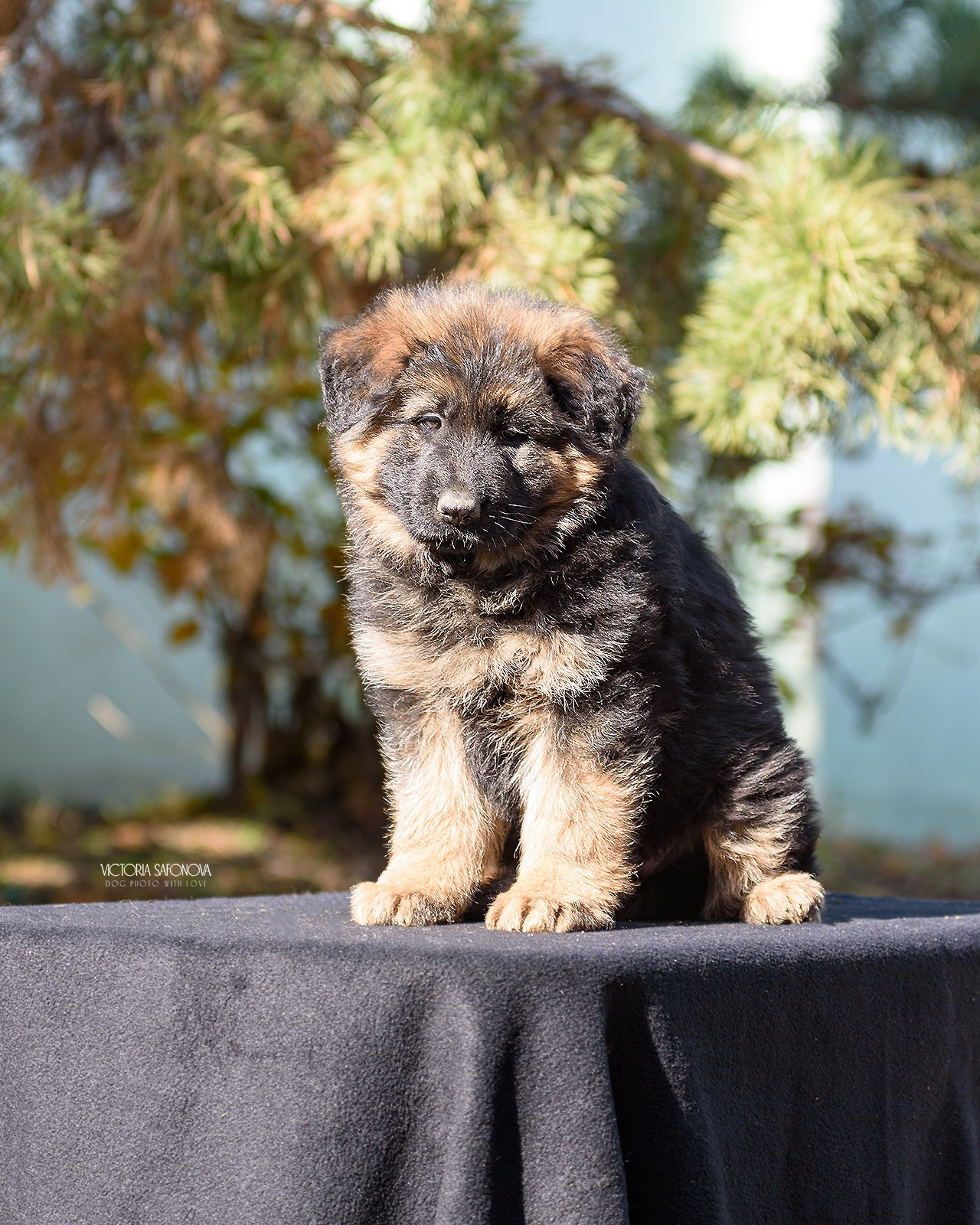 Немецкие овчарки 14.10.2023. Фотограф анималист Благовещенск. Сафонова Виктория