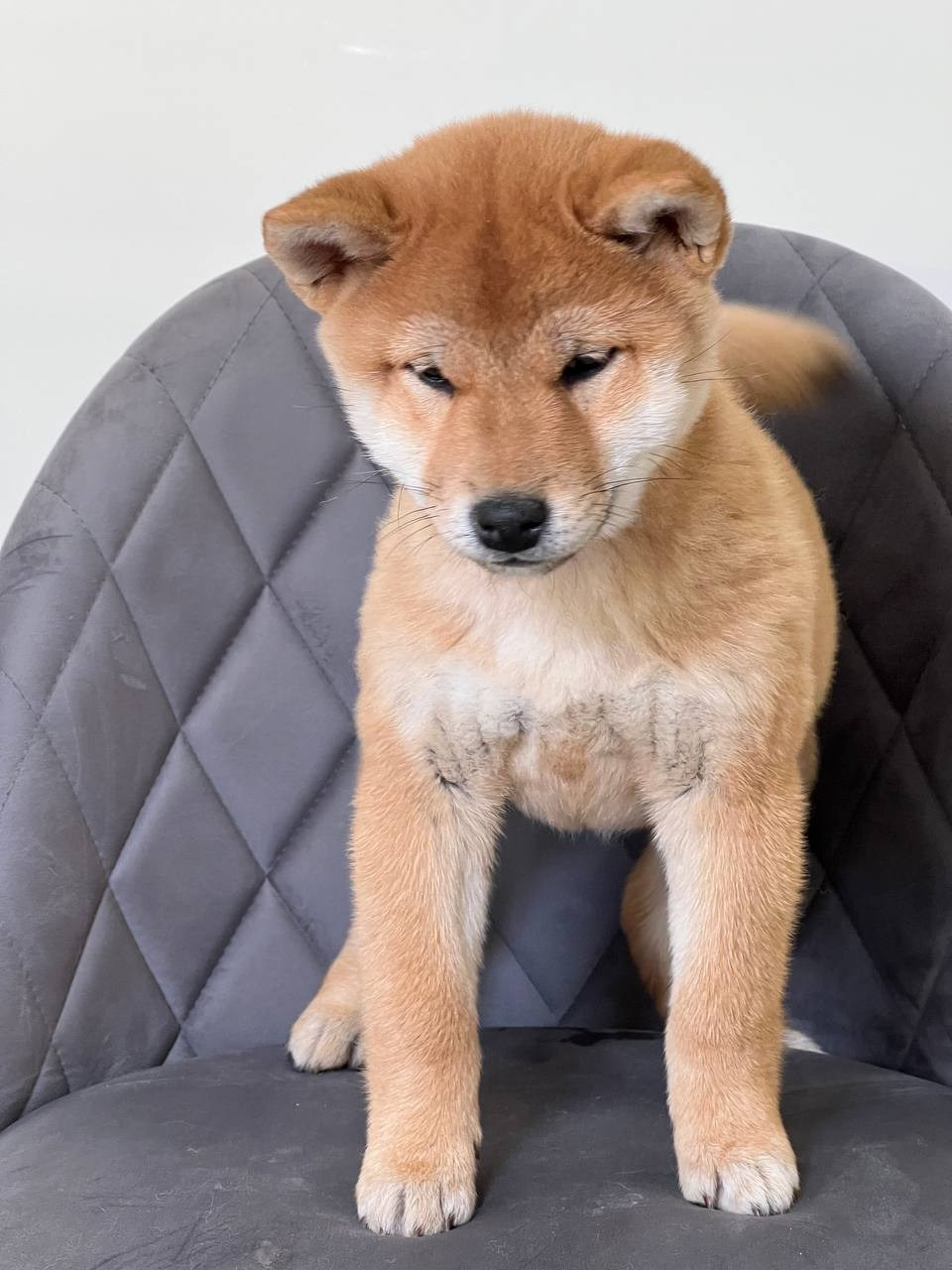 Сиба Rubylight Zoe питомник Рубилайт 