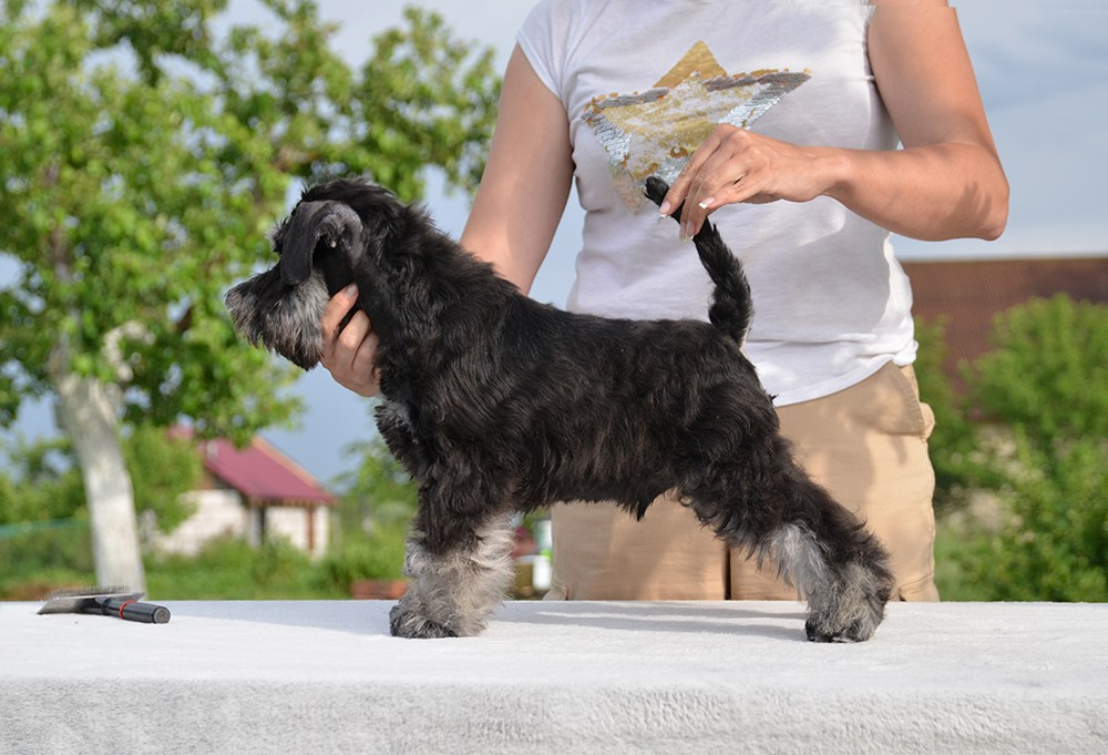 Шайн/Delinso Balance Oushen Moonshine. Питомник цвергшнауцеров в Беларуси «Делинсо Бэлэнс»