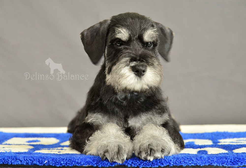 Делинсо Бэлэнс Яман Керан - 9 недель