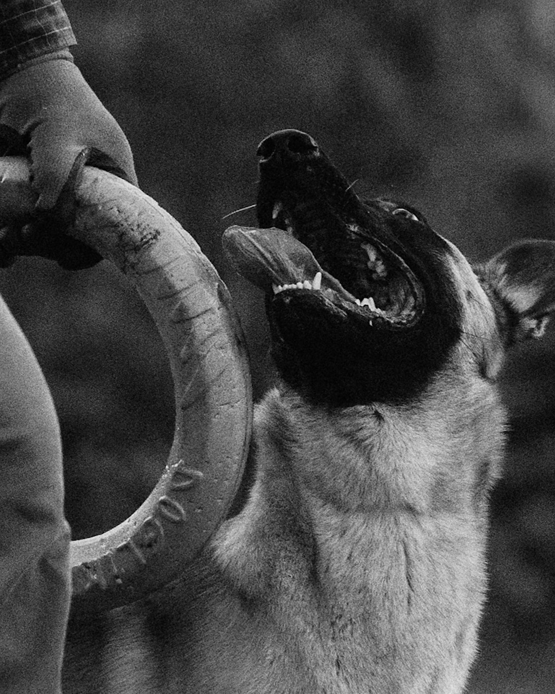 Наталья, Сергей и Уна. Фотограф анималист в Москве и Санкт-Петербурге Свиридова Анна