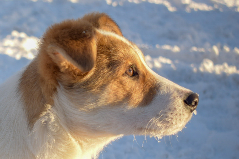 Первые кадры на первую «зеркалку». Фотограф людей и животных в Санкт-Петербурге Марина Бурмистрова