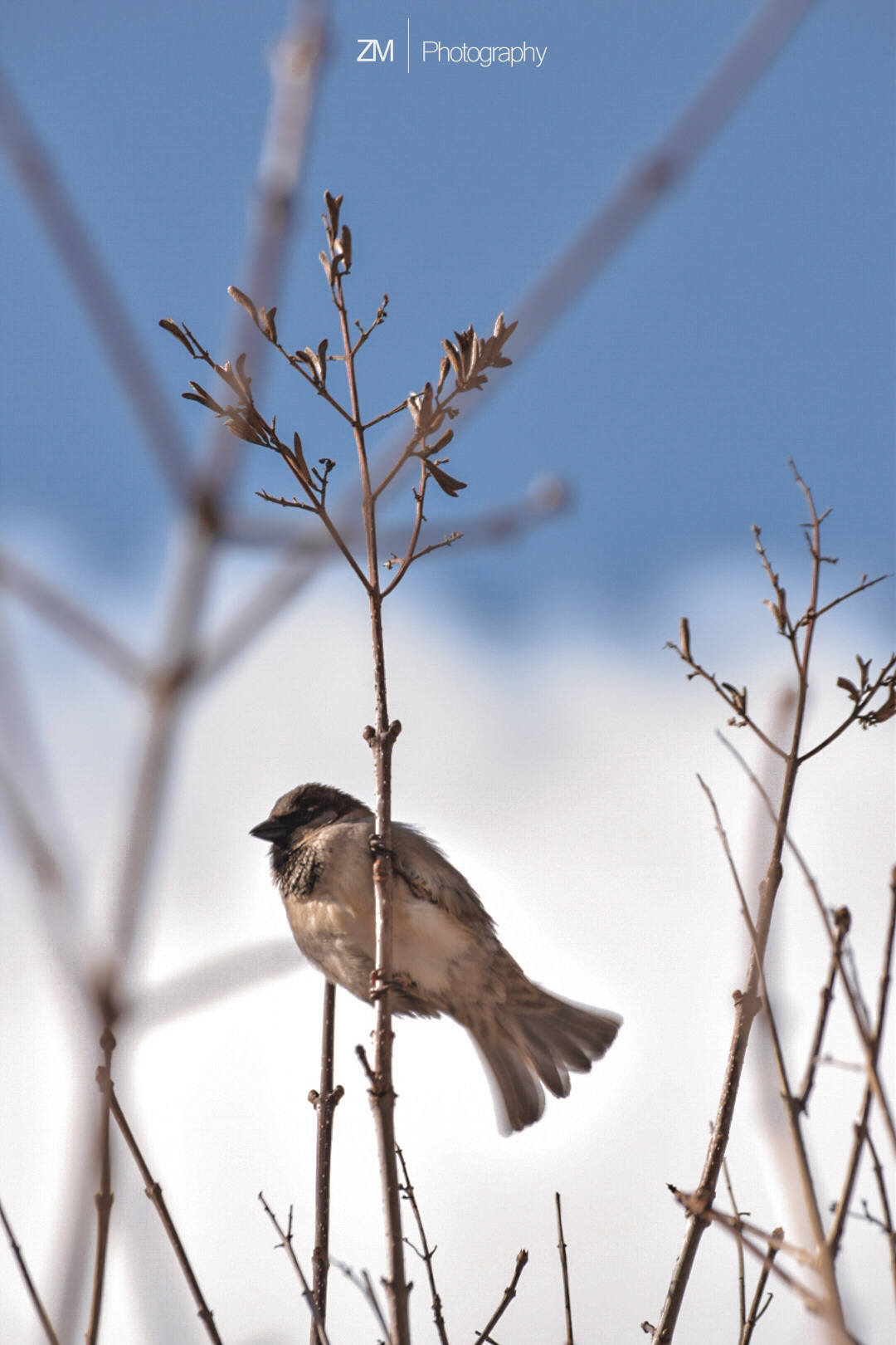Весна 2019. Фотограф людей и животных в Санкт-Петербурге Марина Бурмистрова