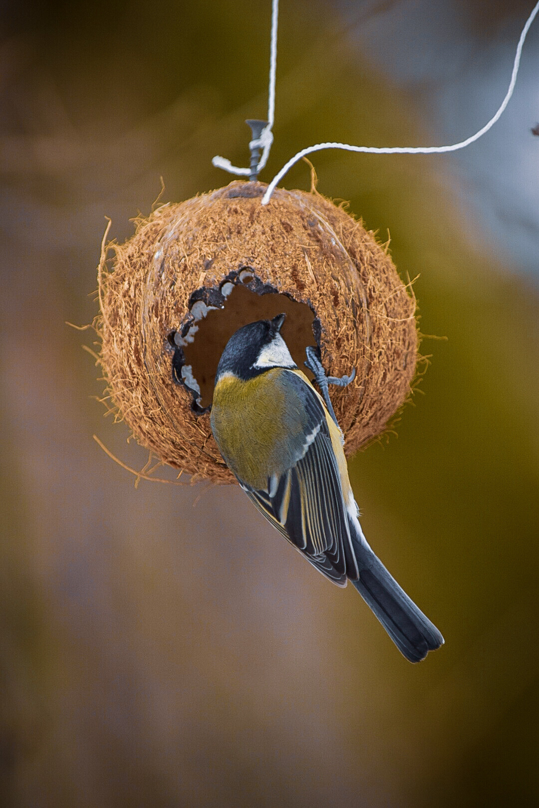 Прогулка в Павловском парке. Фотограф людей и животных в Санкт-Петербурге Марина Бурмистрова