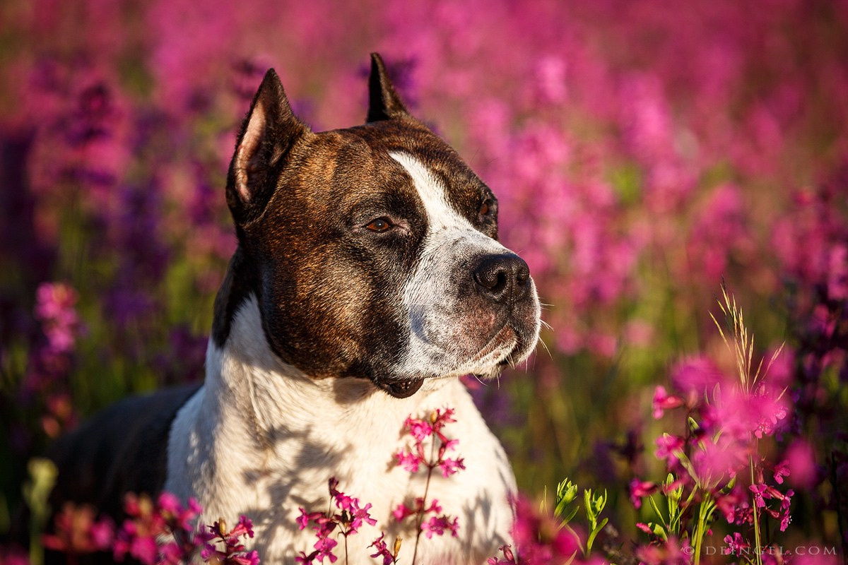 АСТ Федя, Пако и Ника. Фотограф-анималист Natalia Deingel | Фотосъемка собак в Москве