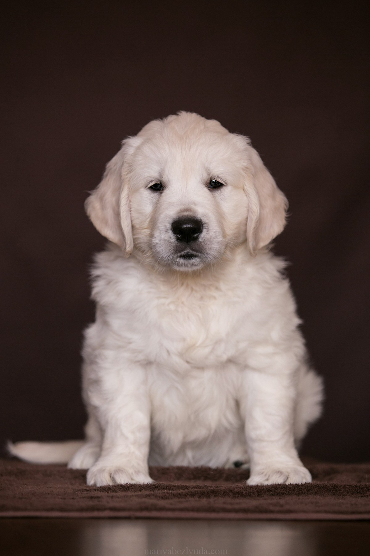 Щенки. Семейный и детский фотограф в Москве Мария Быкова