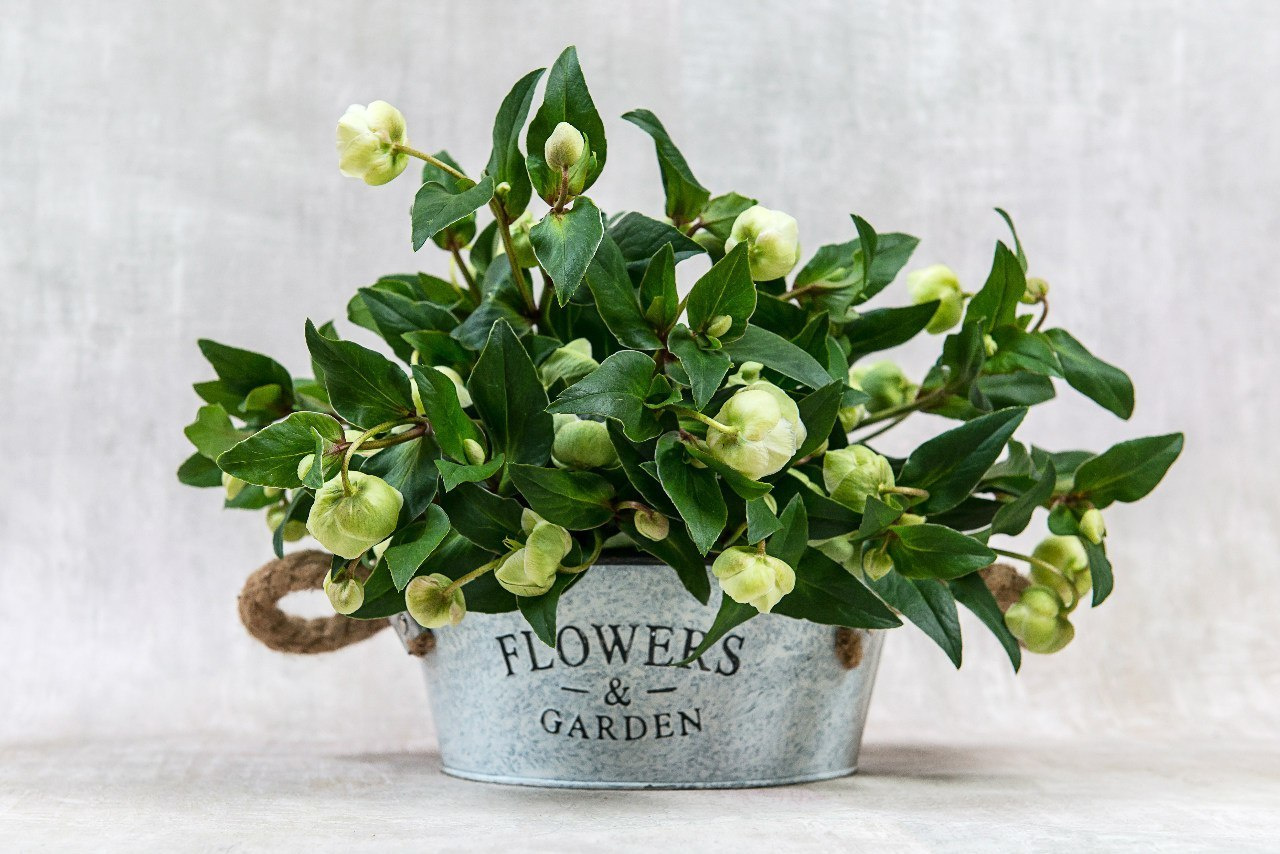 Предметная съёмка. Свадебный фотограф Олег Шатохин  Москва и Московской область