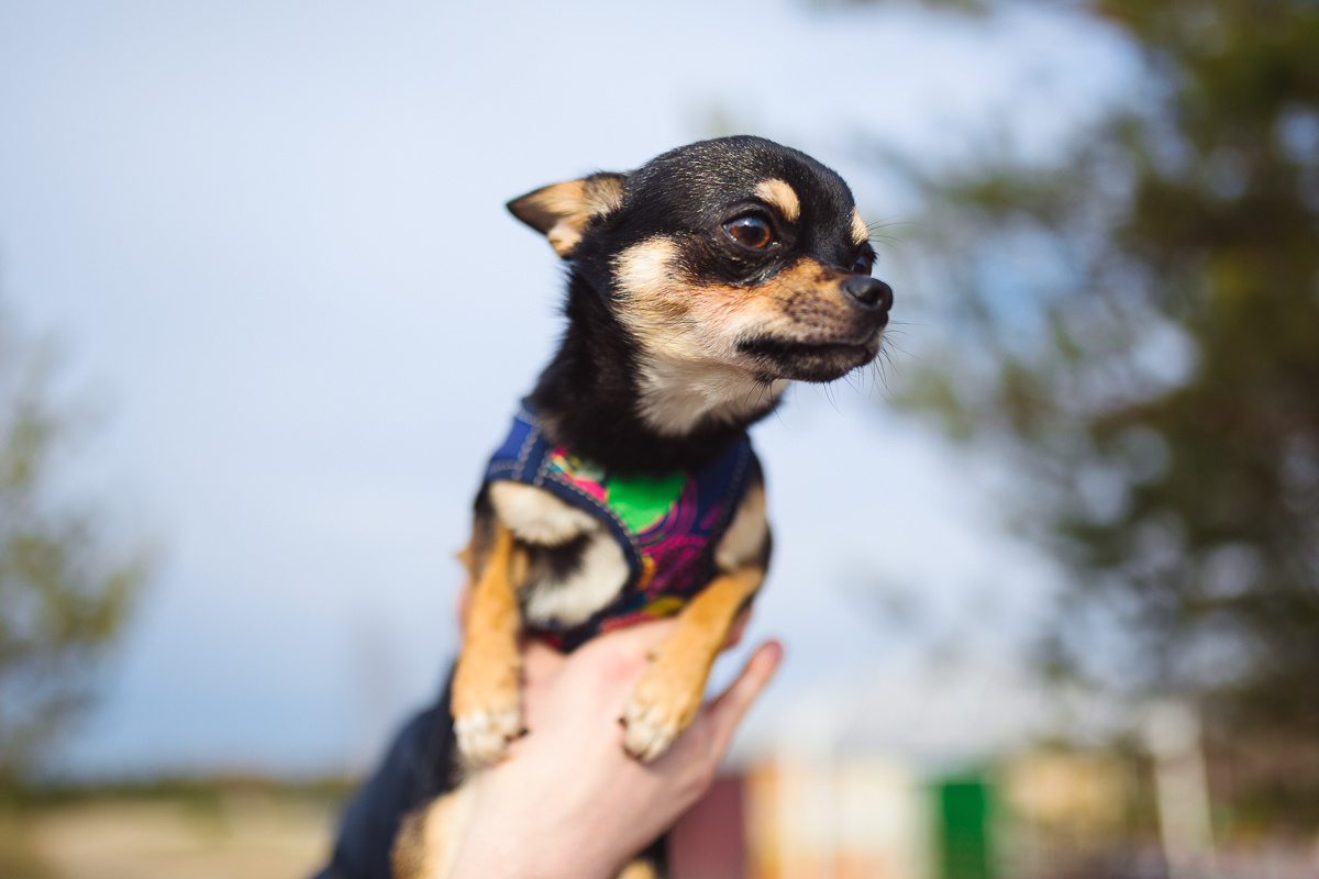 Фотосессия. Фотограф в Коврове Александр Илларионов
