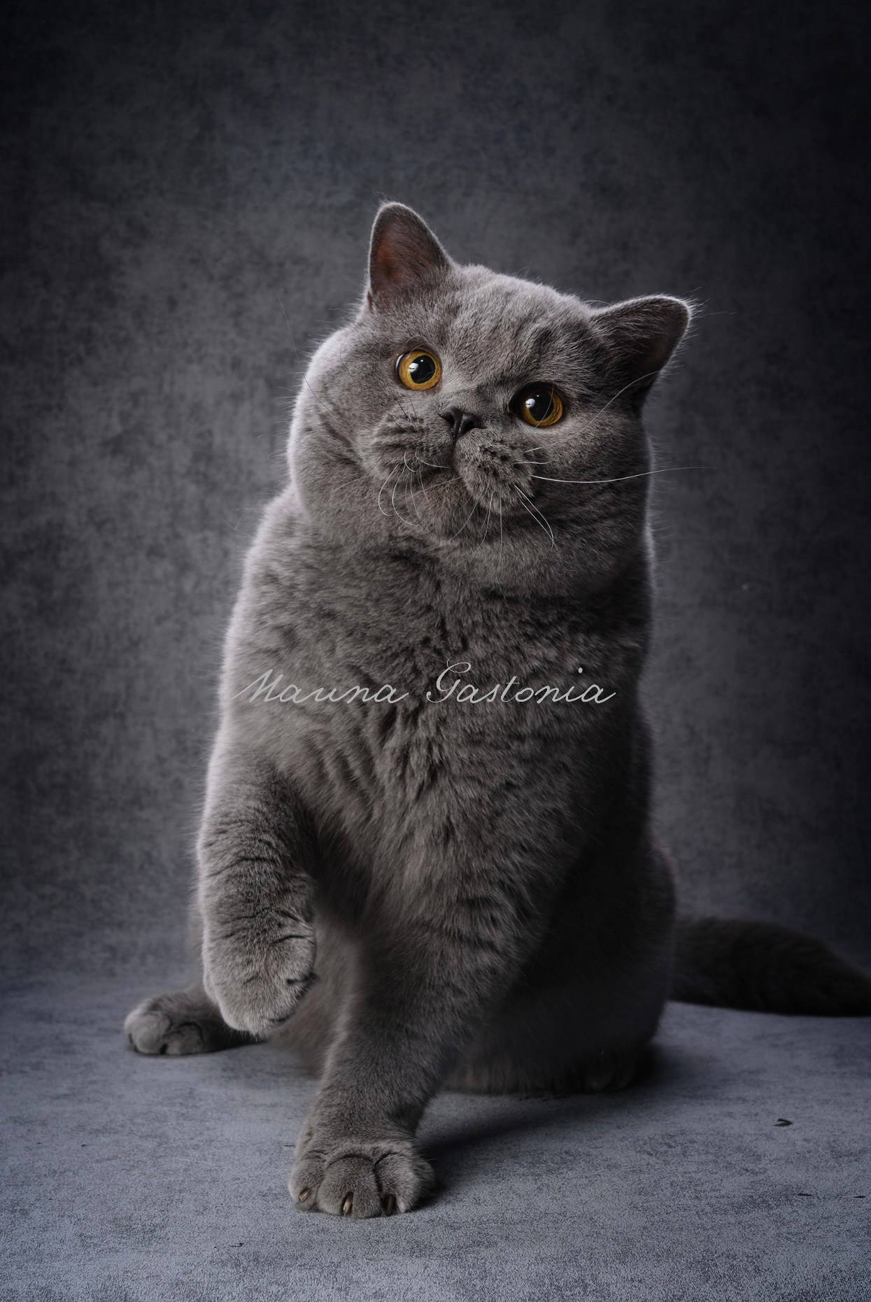 Frodo. Mauna Gastonia