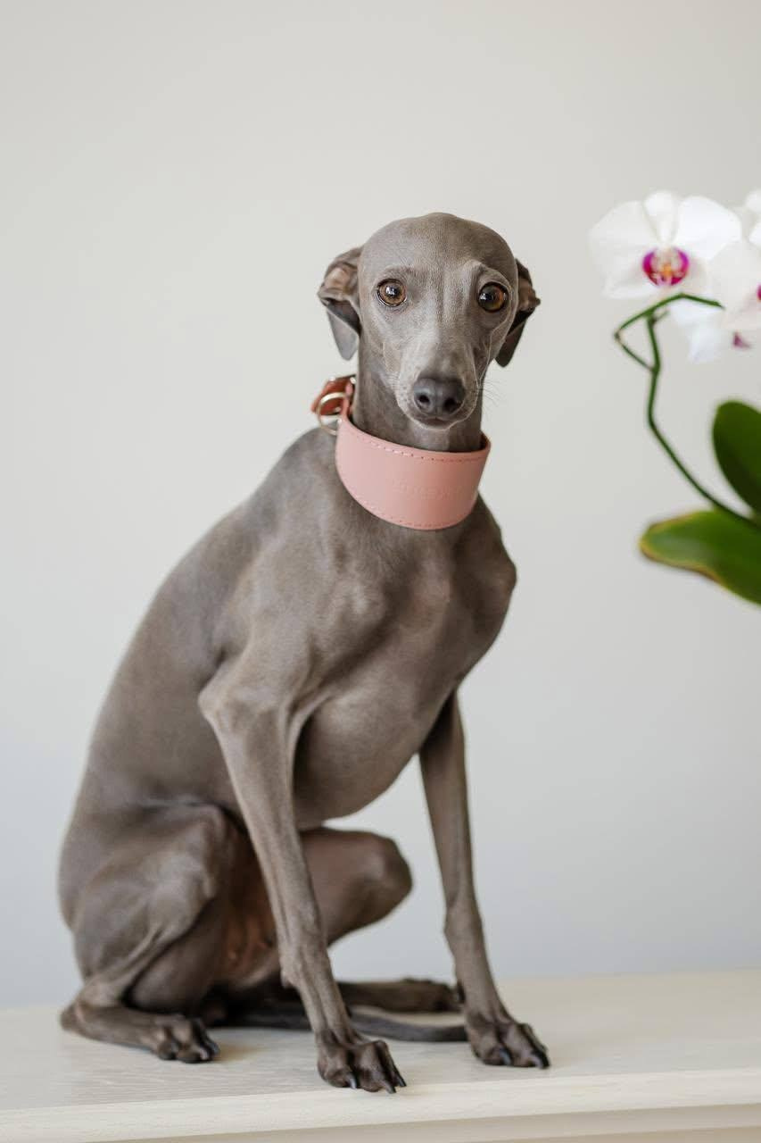 Asti Sapphire Unique Aqva Rosa. Профессиональный питомник левреток РКФ/FCI ASTI SAPPHIRE 💎 Сочи|Санкт-Петербург